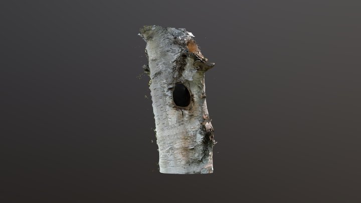 Pileated Woodpecker cavity in paper birch 3D Model
