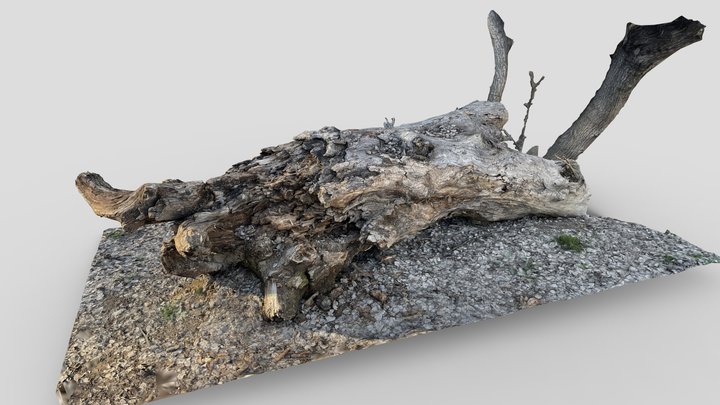 River side log 3D Model