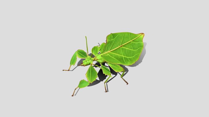 Leaf_ Mimic_ Praying 3D Model Free – Free 3D Model STL