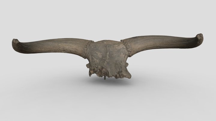 Auroch horn core (SOTLS : ti331) 3D Model