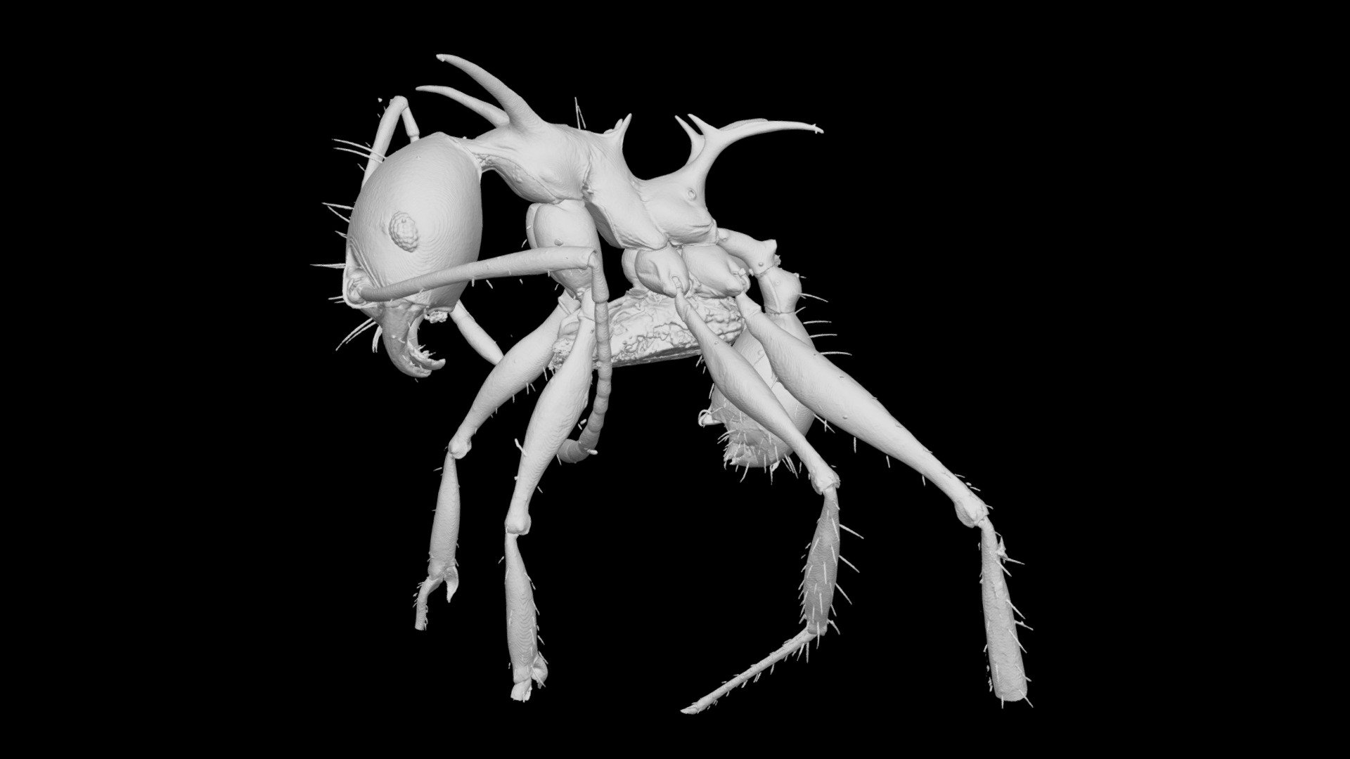 Pheidole barumtaun Minor Worker CASENT0741213