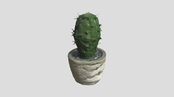 Kaktus 3D Model