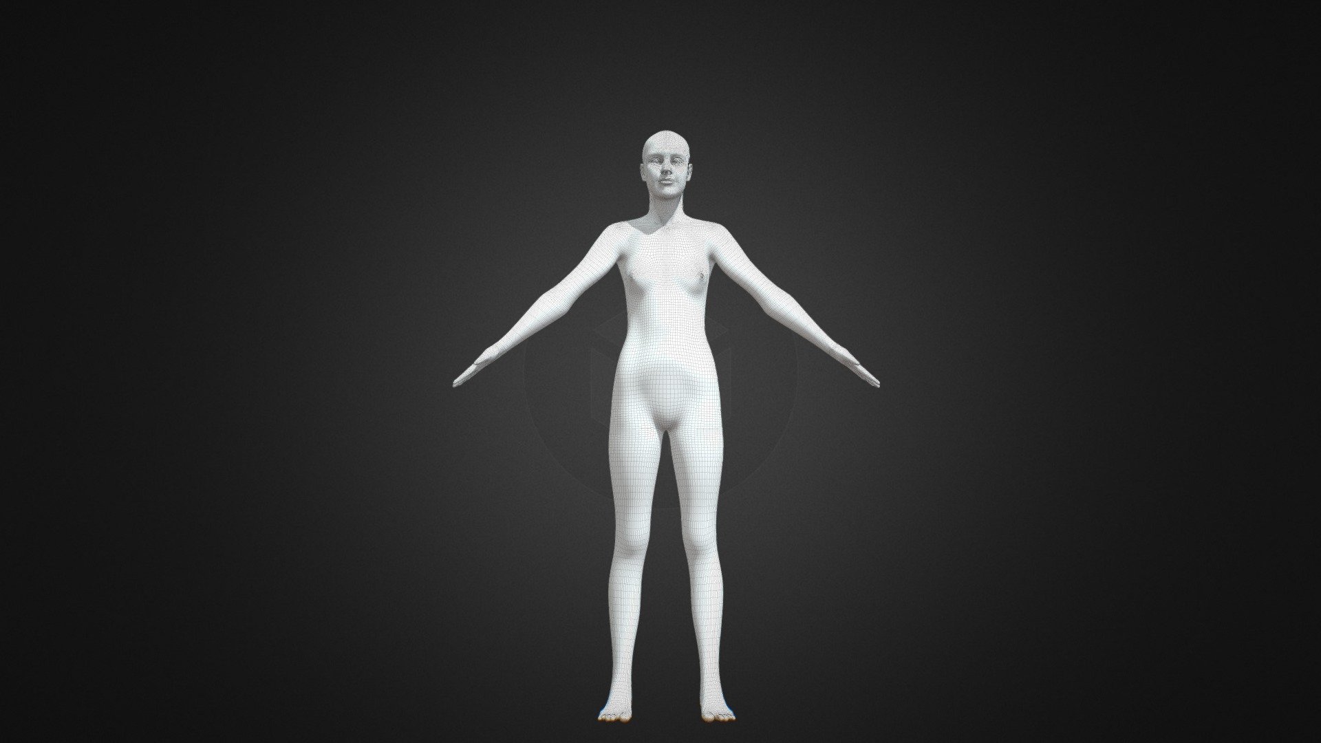 WIP Anatomy — Sketchfab embed 3D viewer