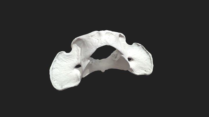 1st cervical vertebra (atlas) dog 3D Model