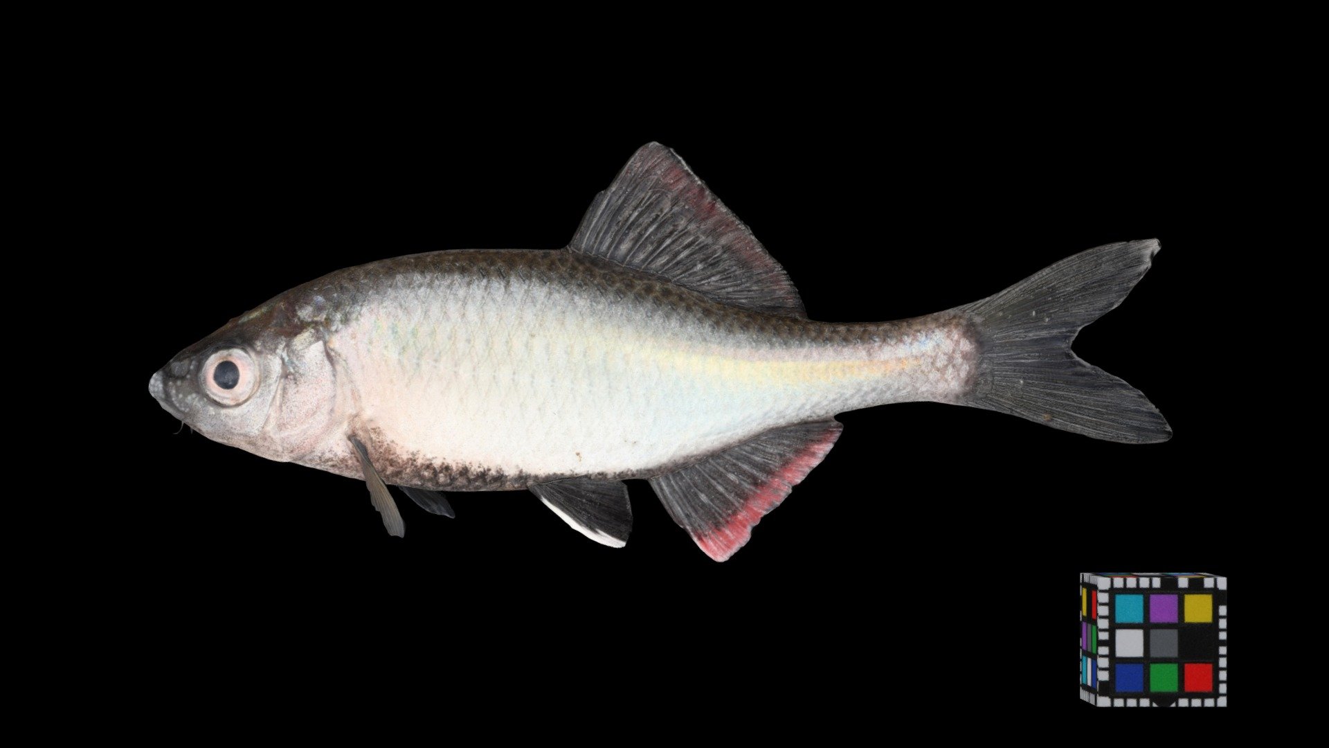 キタノアカヒレタビラ ♂ Bitterling, Acheilognathus tabira