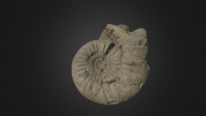 Ammonite Emileia constricta 3D Model