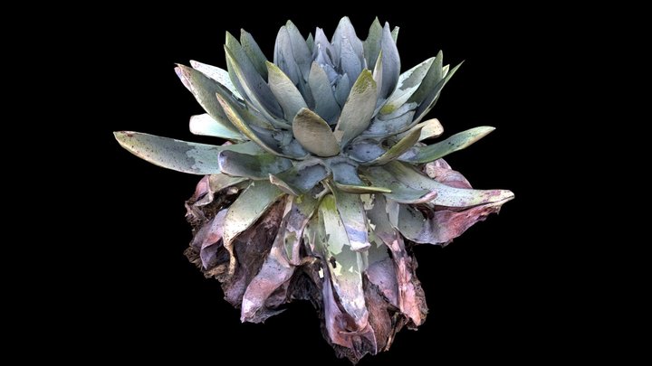 Cool Cactus Scan HIGHPOLY