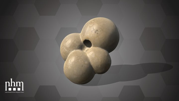 G. bulloides Model (NHMW-GEO-2025/0095/0076) – Modello 3D gratuito STL