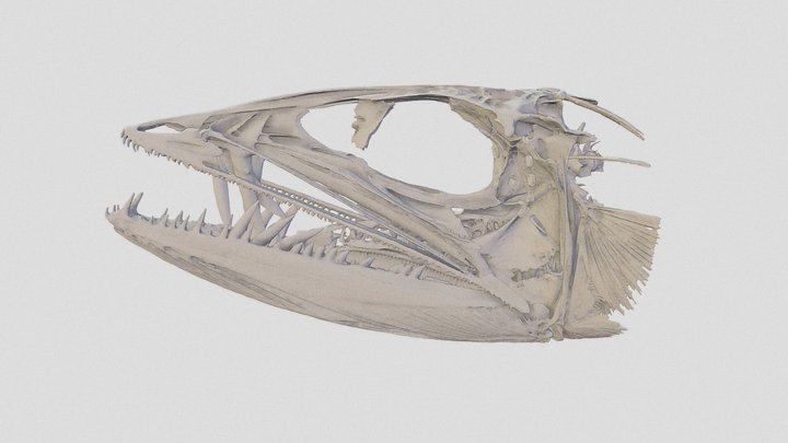 𝘈𝘭𝘦𝘱𝘪𝘴𝘢𝘶𝘳𝘶𝘴 𝘧𝘦𝘳𝘰𝘹 3D Model