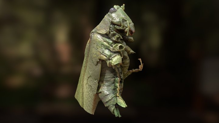 Caelifera - macro photogrammetry