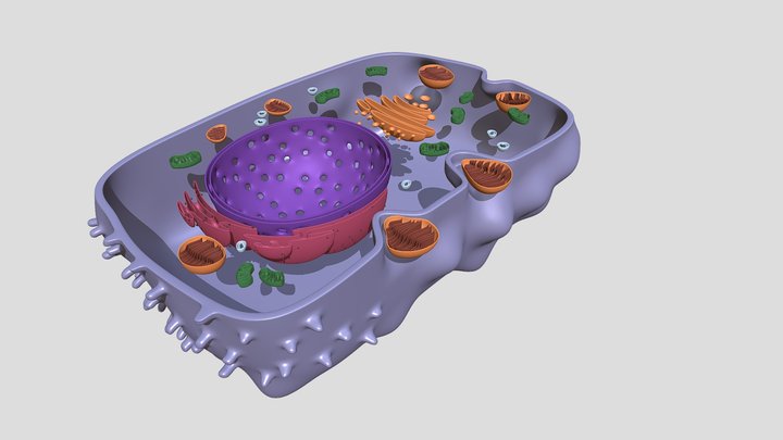 Type 2 Pneumocyte 3D Model