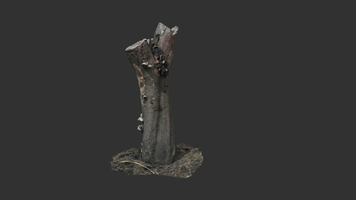Tree Roots PBR model by photoscan 3D Model
