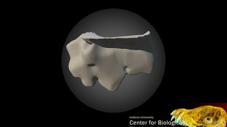 Saber-toothed cat tooth 3D Model