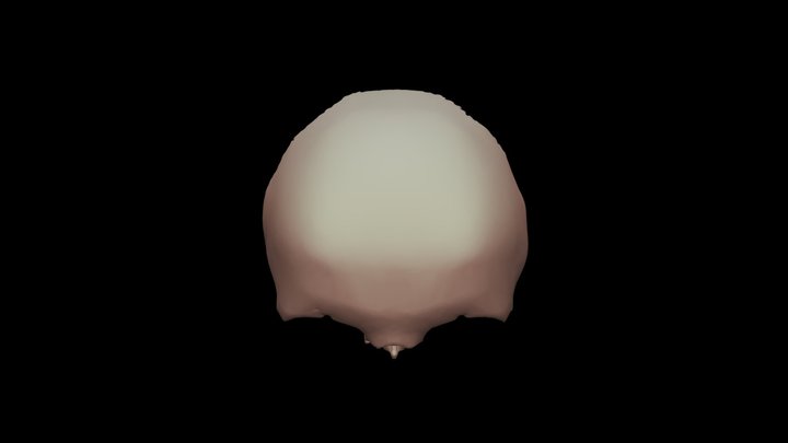 Hueso Frontal 3D Model