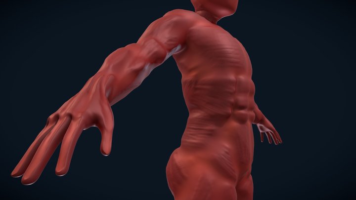 2283 - RucheF - Anatomie - Ecorche