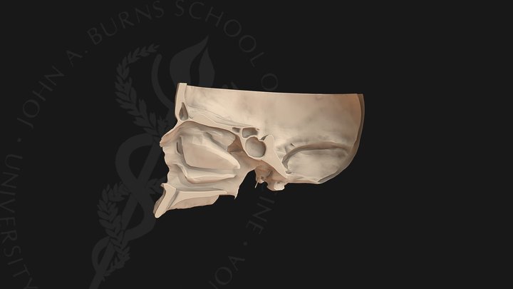 Nasal Cavity 3d Models Sketchfab