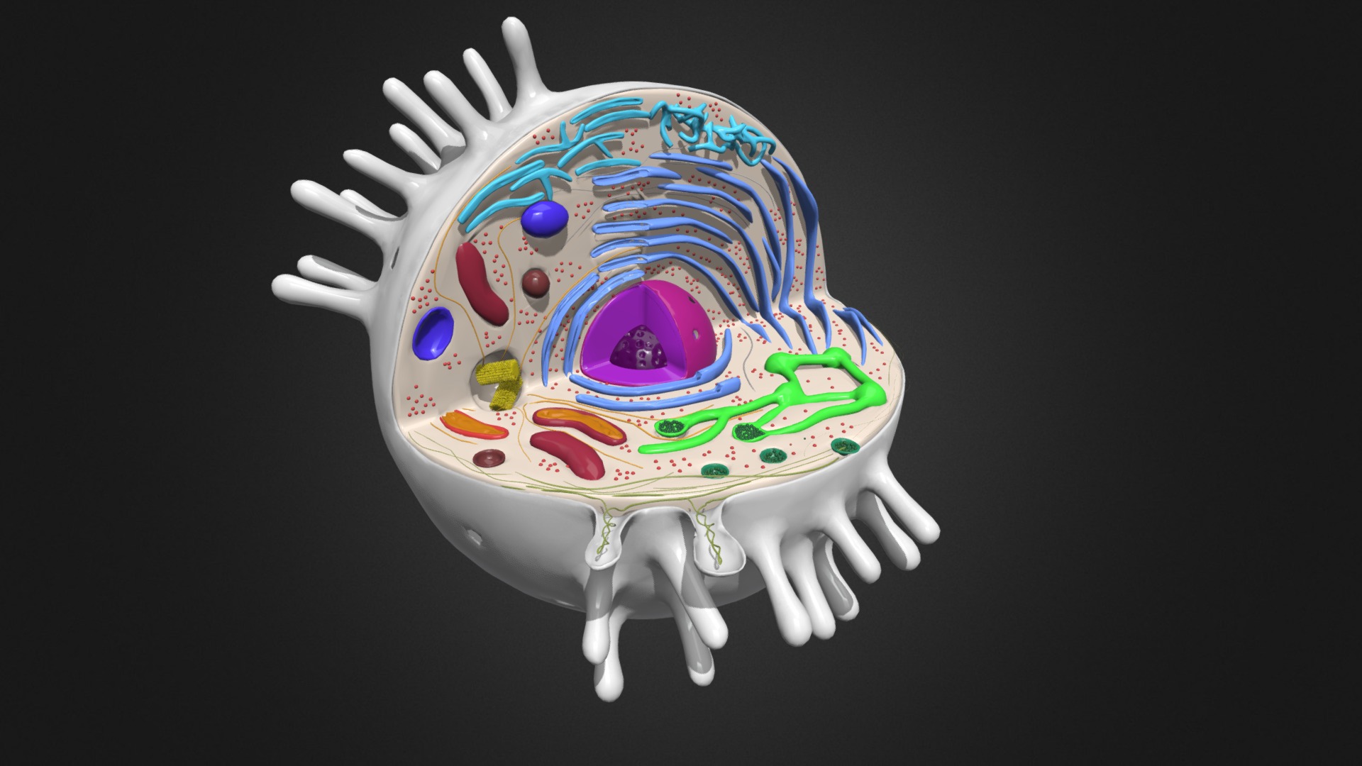 Animal Cell - 3D model by Nisal Wickramasekara (@Nisal89) [4d23893 ...