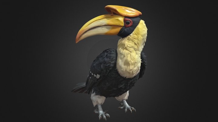Great Hornbill – Perched Rigged Bird