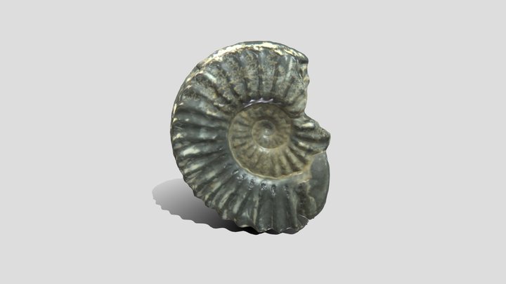 Ammonite Fossil 3D Model