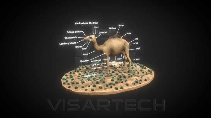 Camel 3D Model