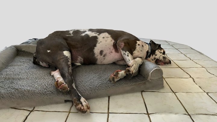 dog spots sleeping 3D Model