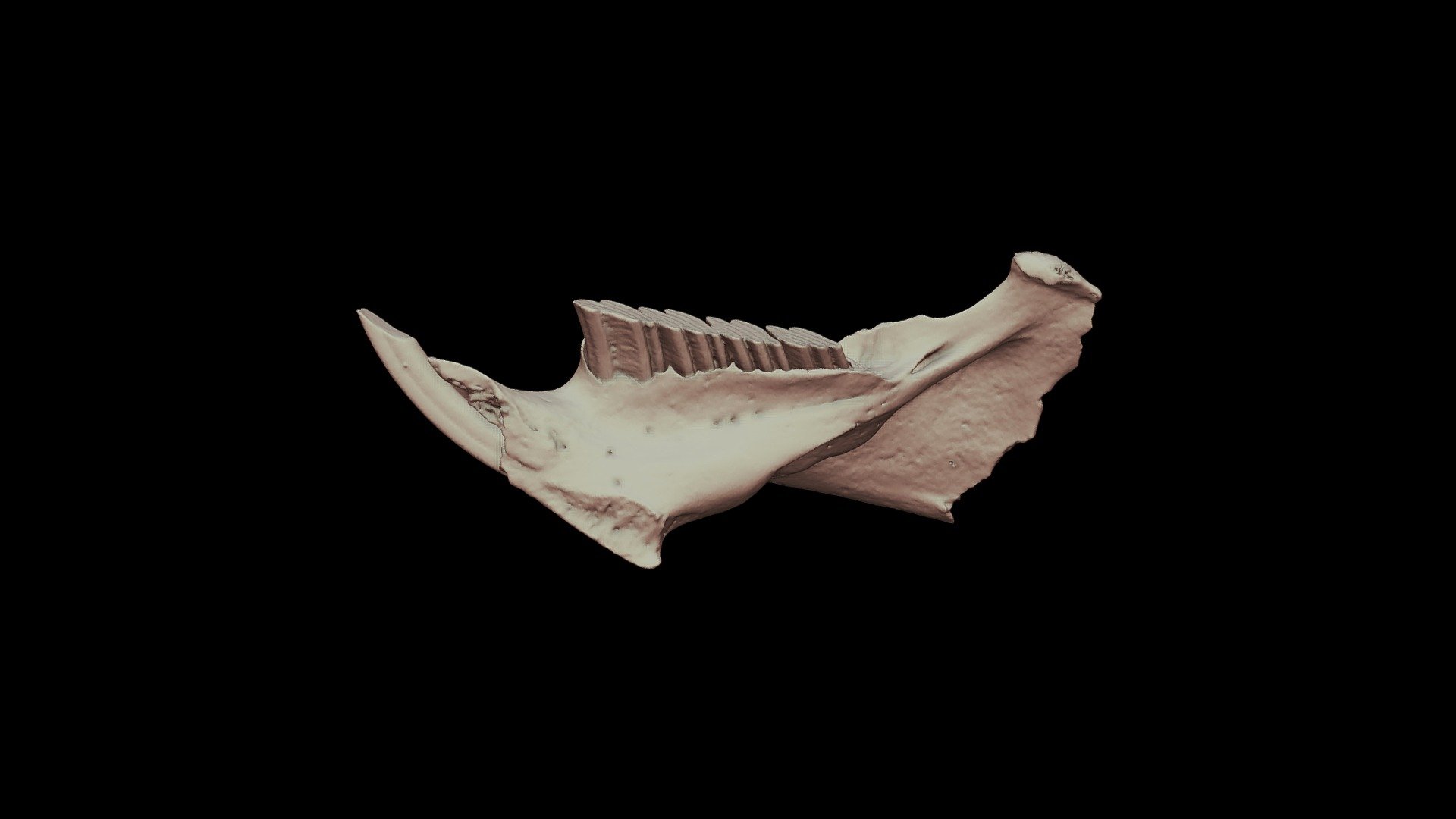 Isolobodon montanus
