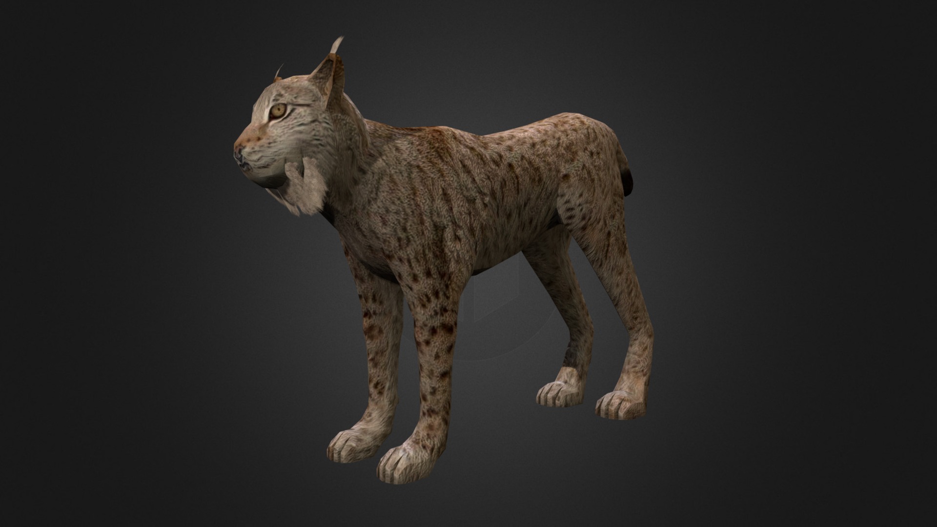 3D model Lynx - This is a 3D model of the Lynx. The 3D model is about a small grey animal.