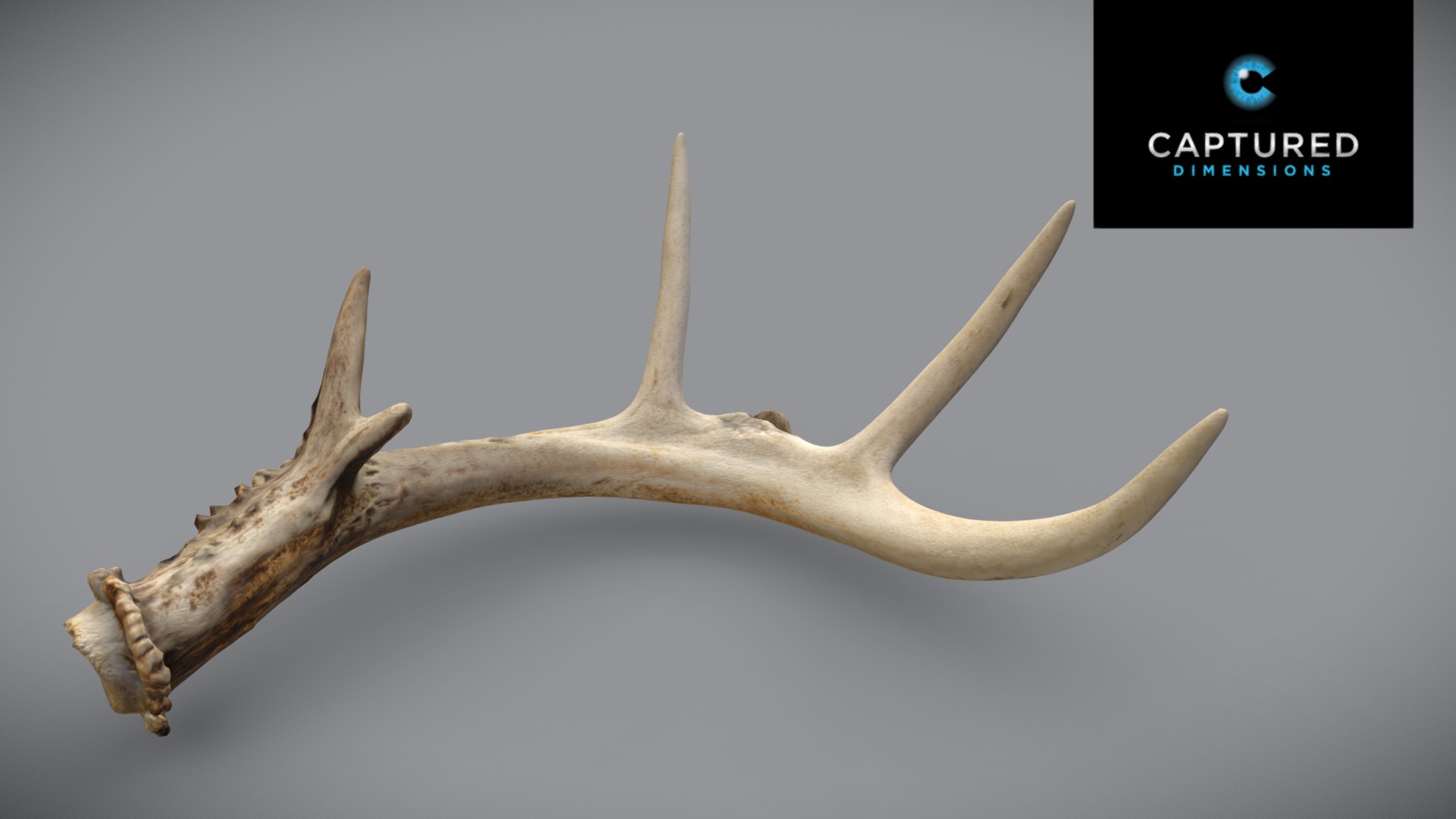 3D model White-Tailed Deer Left Shed Antler 2 - This is a 3D model of the White-Tailed Deer Left Shed Antler 2. The 3D model is about a banana with a long stem.