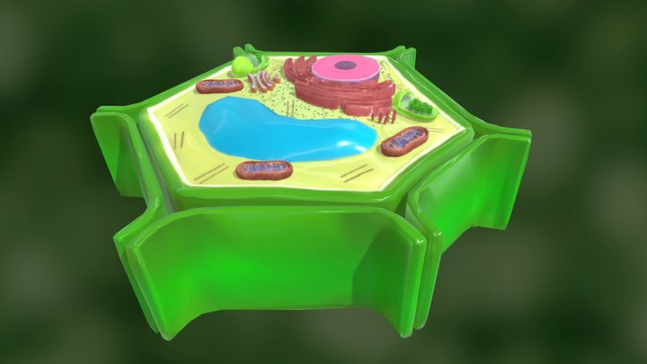 Celula vegetal 3D Model