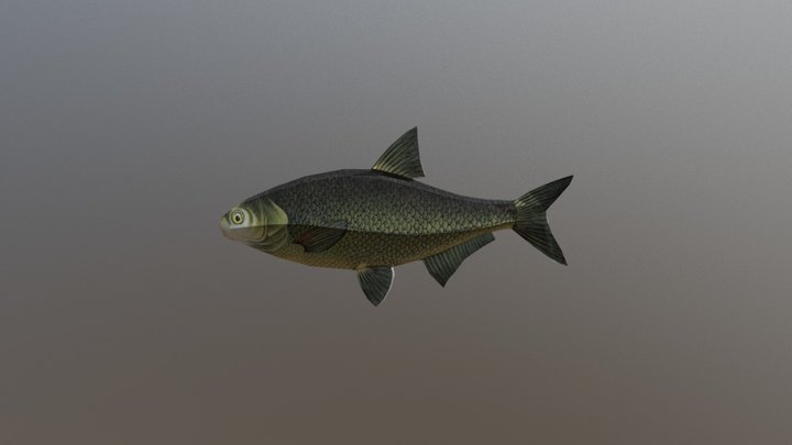 Fish 3D Model