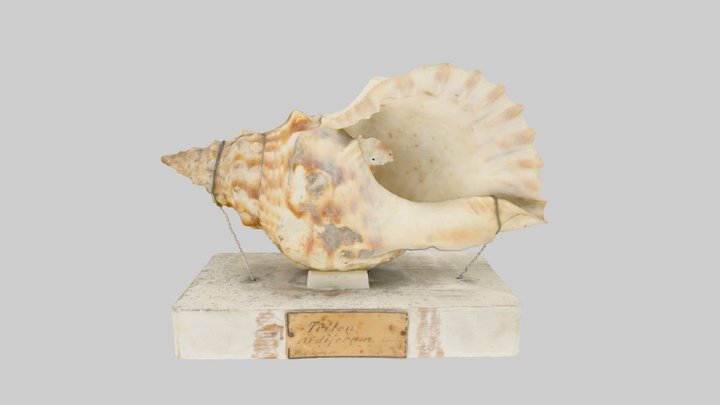 Charonia lampas (Linnaeus, 1758) 3D Model