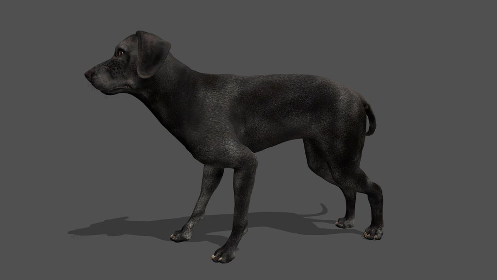 Animated Labrador – 3D Animal Model