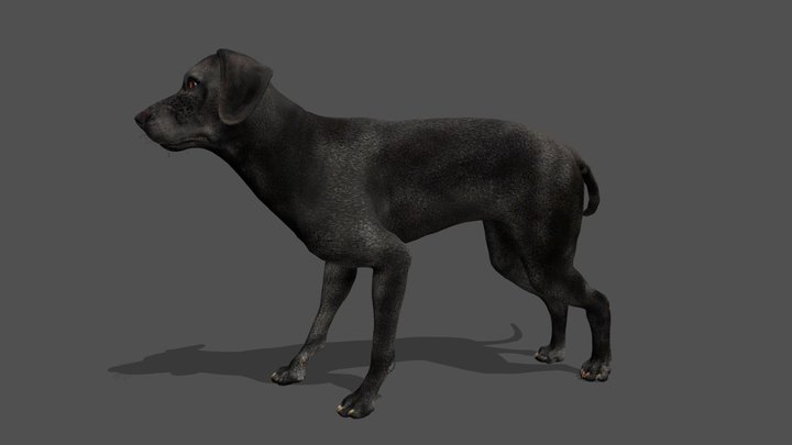 Animated Labrador – 3D Animal Model 3D Model