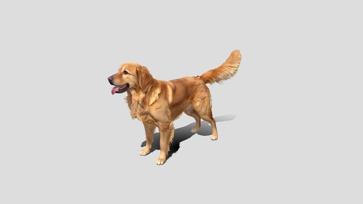 Golden Retriever Dog 🐕 3d model free – Kostenloses 3D-Modell STL
