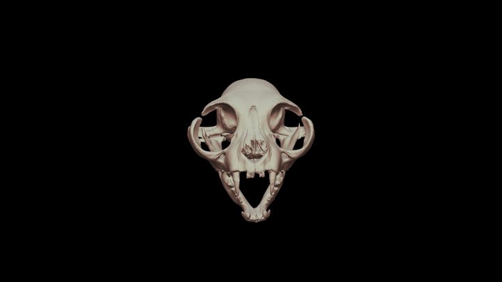 Cat skull britain short hair braid 3D Model