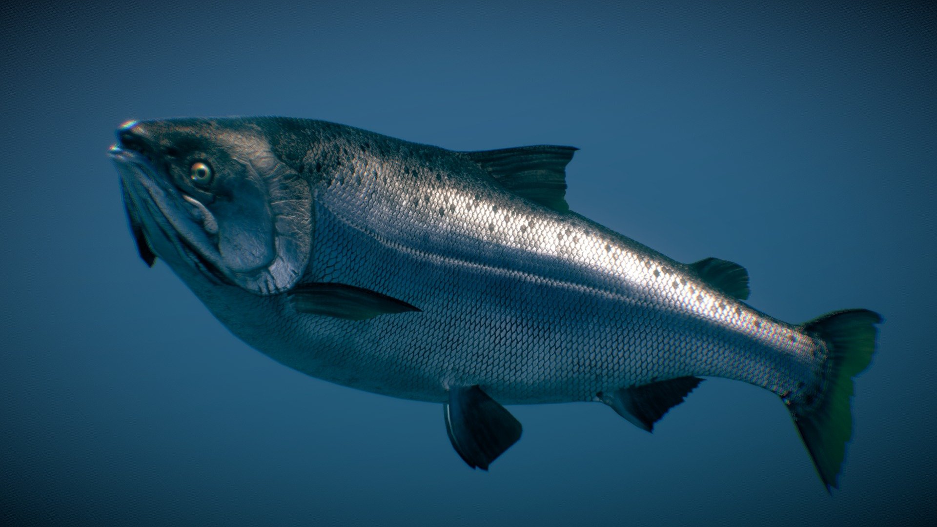 Chinook Salmon ( Ocean phase ) - Buy Royalty Free 3D model by NestaEric  (@Nestaeric) [4d36e5f]