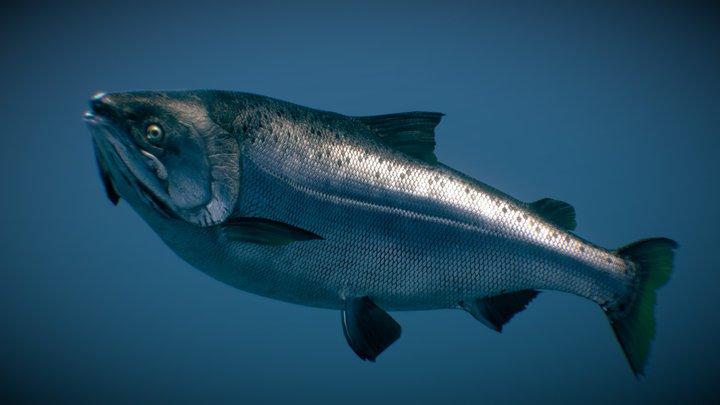 Chinook Salmon ( Ocean phase ) 3D Model
