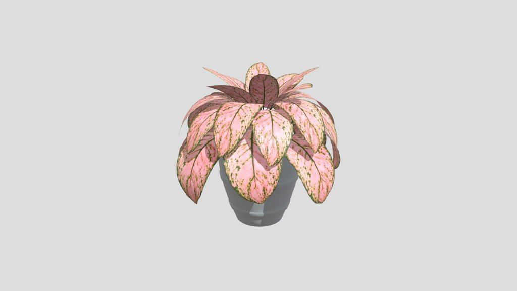Aglonema V2