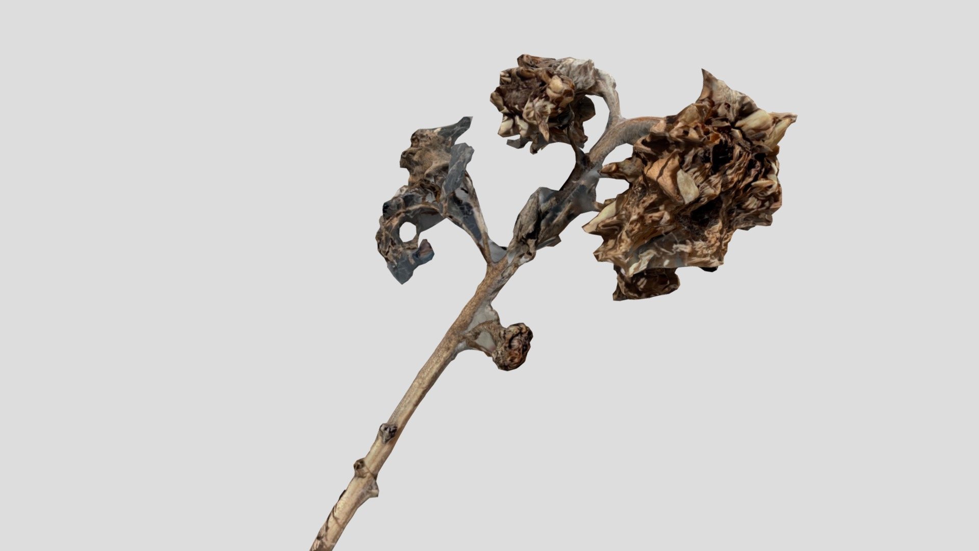 Dried SunFlower 88 Strong and Standing — Sketchfab embed 3D viewer