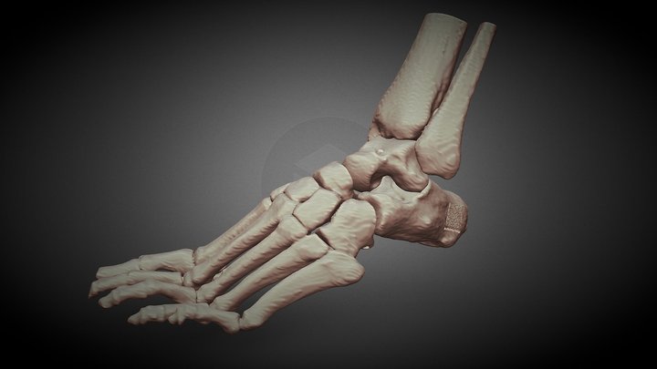 Human Foot Biomodel by CT scan 3D Model