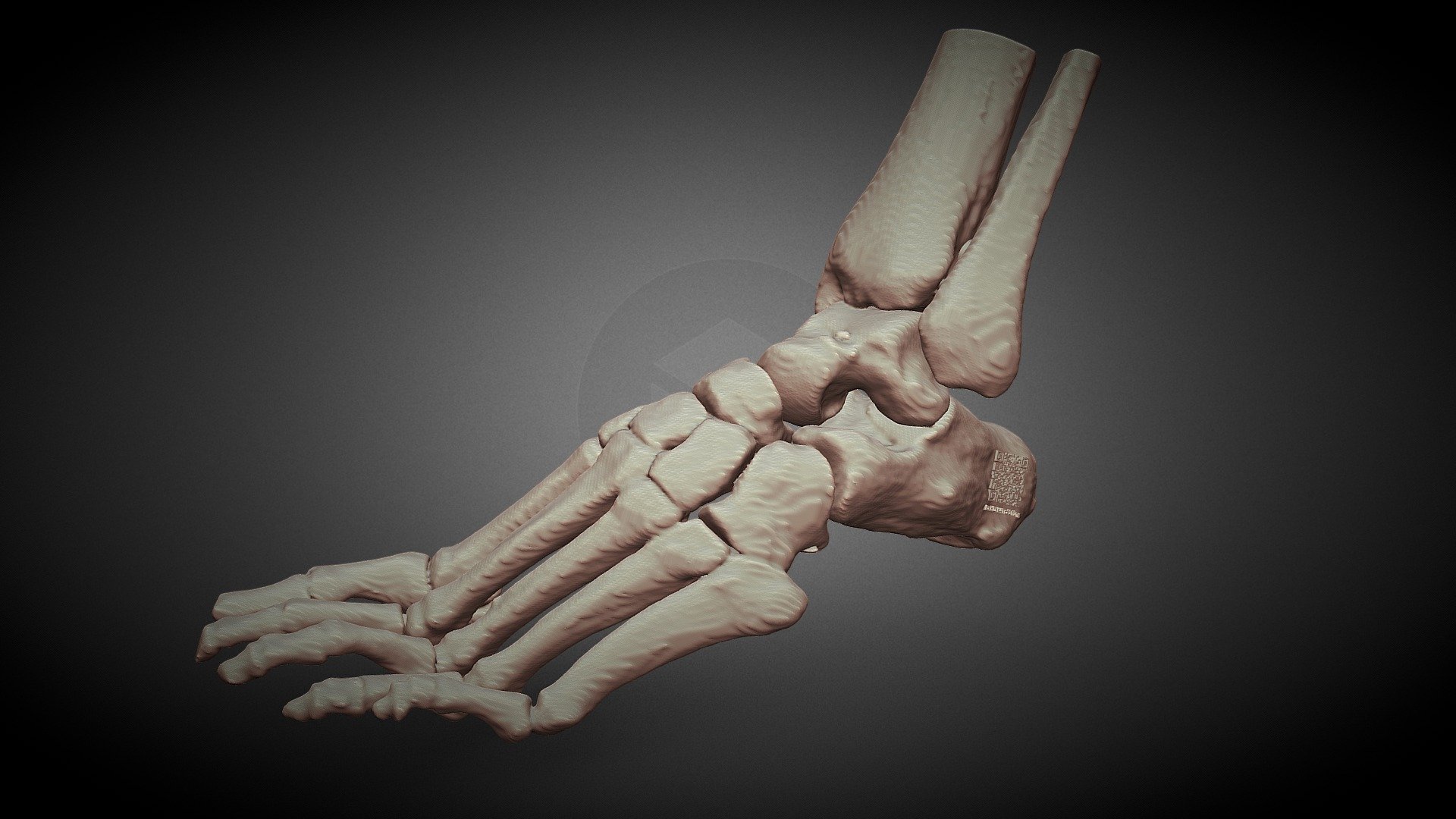 Human Foot Biomodel by CT scan - Download Free 3D model by salsifra ...