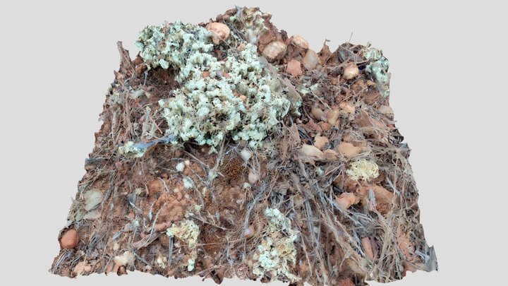 Forest ground patch with moss and rocks 3D Model