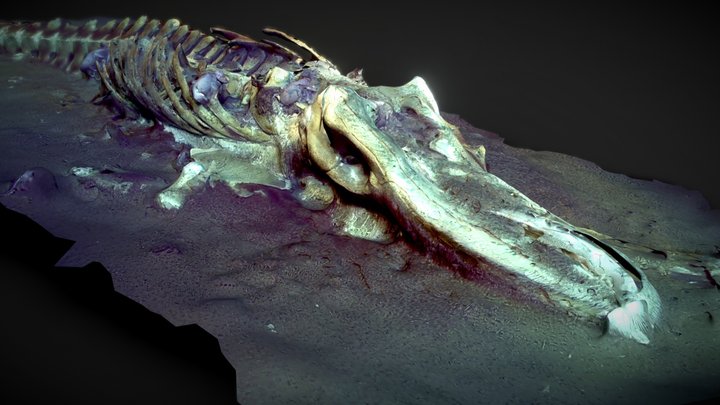 Whale Fall at the Davidson Octopus Gardens 3D Model