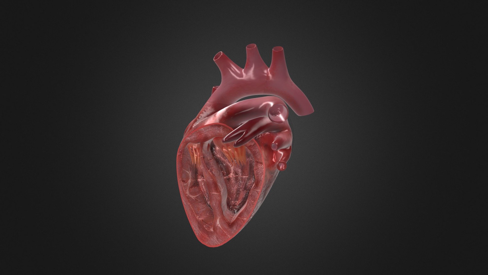 Human Heart Cutaway Anatomy - Buy Royalty Free 3D model by Bituka3d.