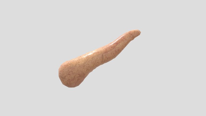 Pancreas 3D Model