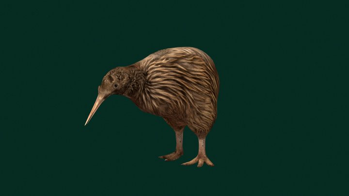 Kiwi Flightless Bird (LowPoly) 3D Model
