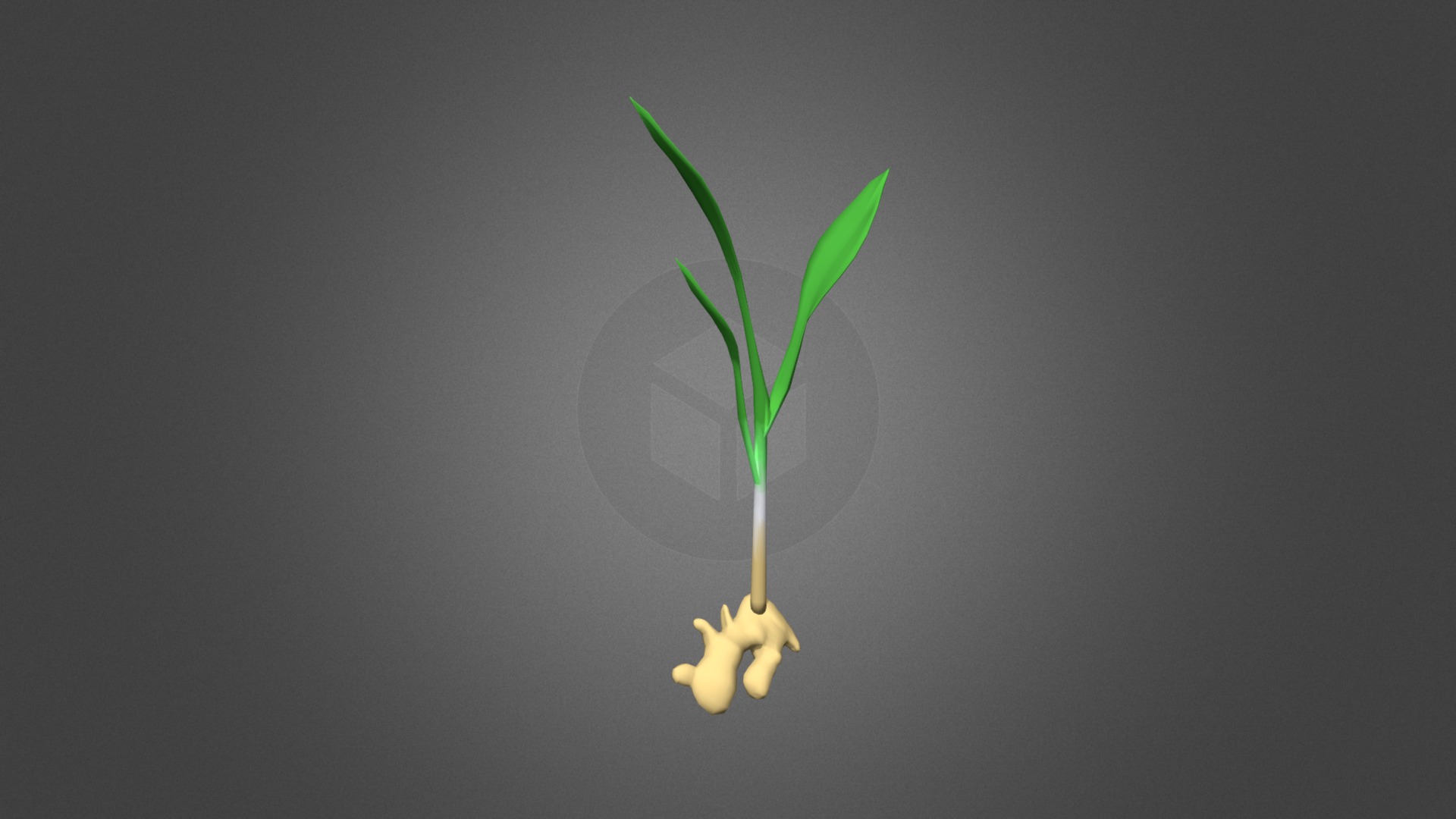 3D model Ginger – Zingiber officinale - This is a 3D model of the Ginger - Zingiber officinale. The 3D model is about a plant with a stem.