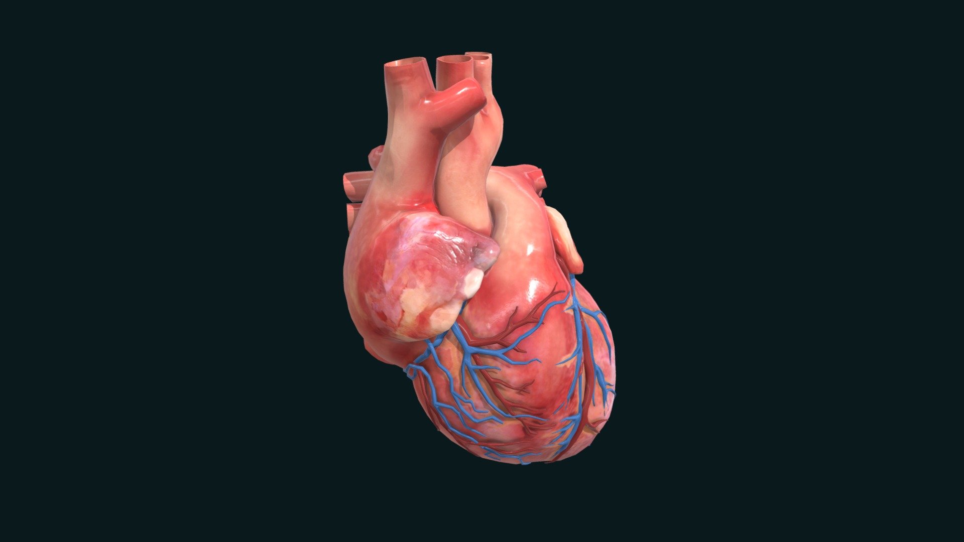human-heart - 3D model by anish3dvfx (@Science_interactive) [4d43624 ...