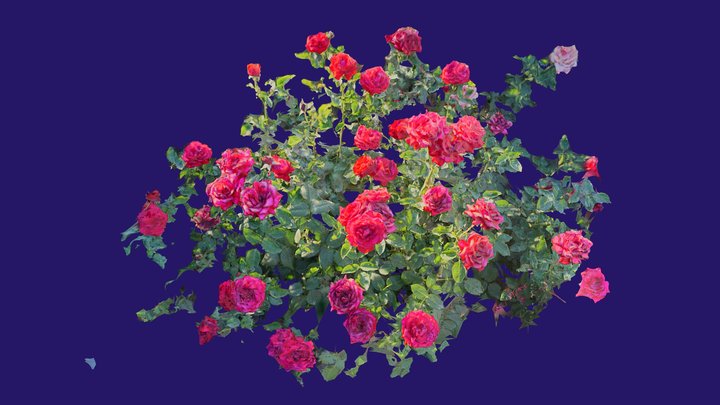 Red Roses 3D Model