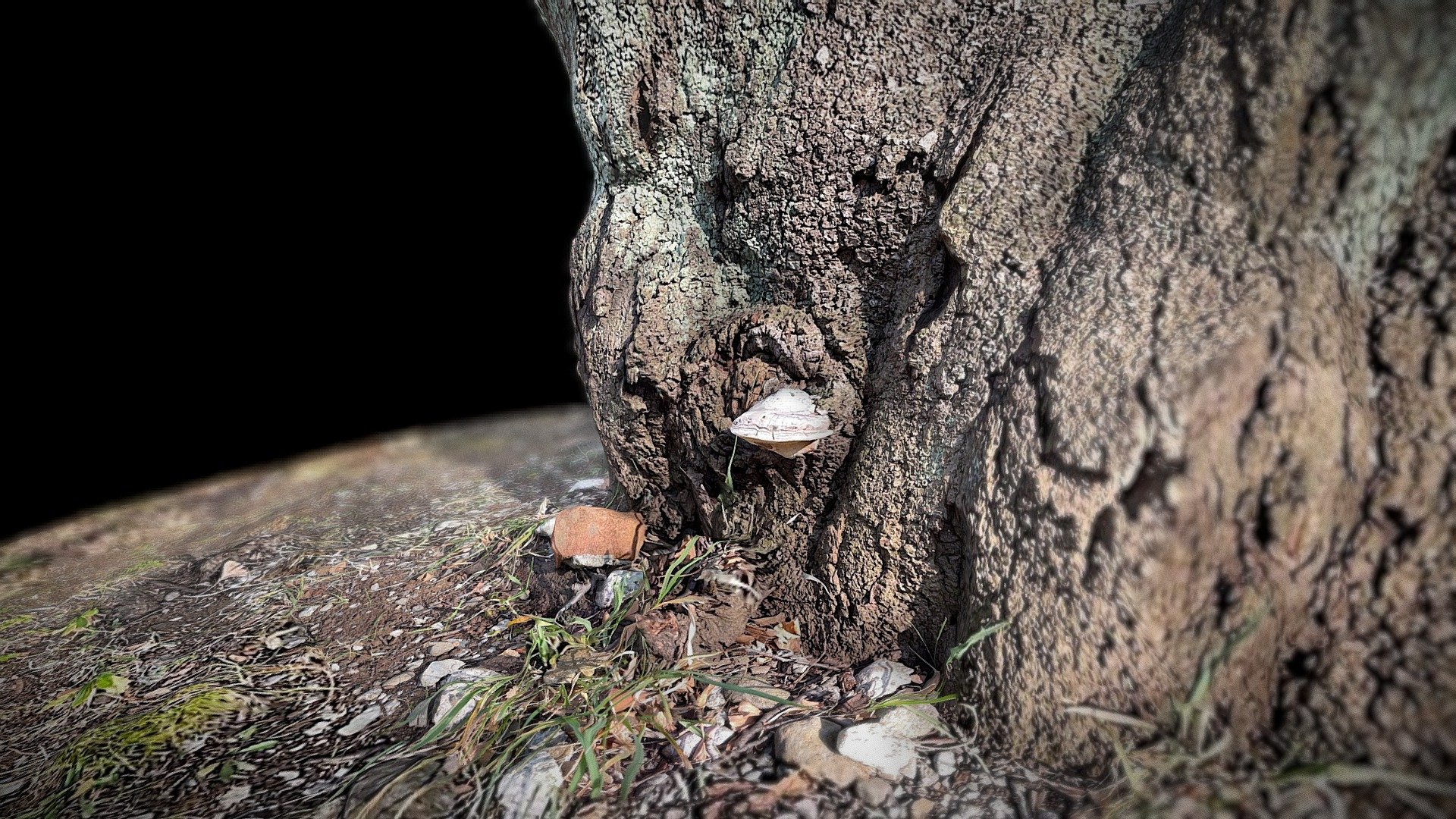 東大駒場キャンパスの木 (その1):Tree (No. 1)